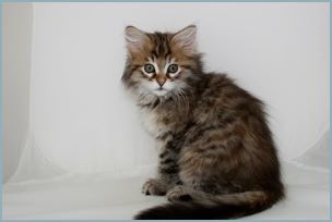 Female Siberian Kitten from Deedlebug Siberians